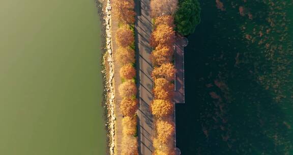 武汉东湖湿地公园风景区秋季风光