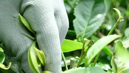 茶叶茶山茶园采茶绿茶龙井茶艺春茶实拍素材