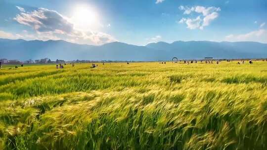 树林草原 森林公园 花草树木 田园风景