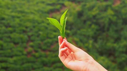 采摘新鲜的茶叶