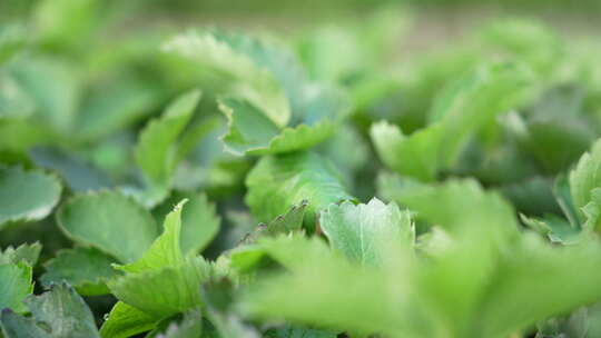 农民田间劳动种植蔬菜蔬菜大棚里的蔬菜草莓