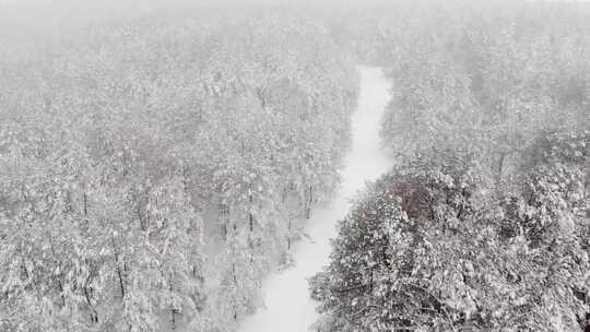 空中拍摄被雪覆盖的树林