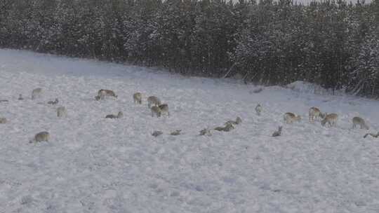 冬季雪地来了野生动物黄羊