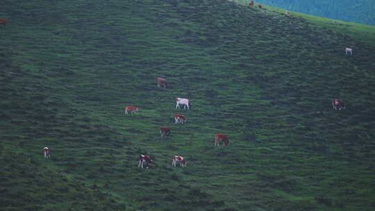 山坡草原上牛群羊群在悠闲地吃草