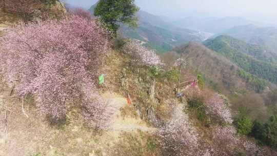 杭州富阳浮云岭山野樱花游步道航拍