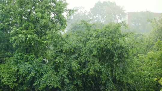 大雨，下雨，户外，树木