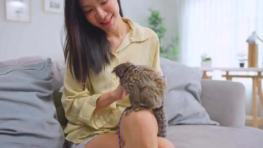 亚洲女主人在家里的客厅里玩绒猴。