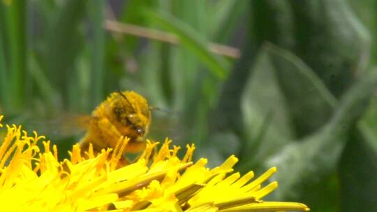 蜜蜂在蒲公英花上