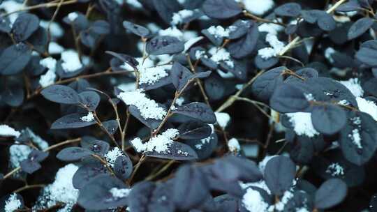 树叶上的雪 1056