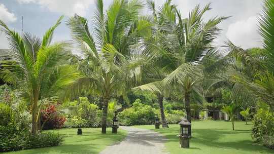 三亚 椰树
