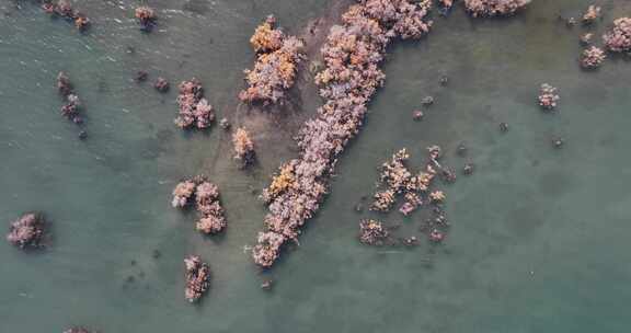 赤金峡水库湿地胡杨航拍