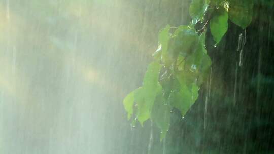 雨中的树枝实拍