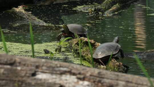 池塘里的乌龟趴在浮木上晒太阳