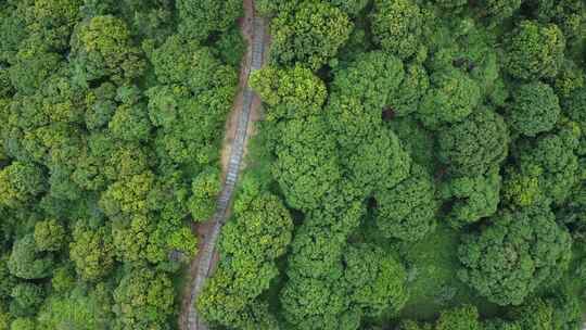 广东东莞：满山遍植荔枝树