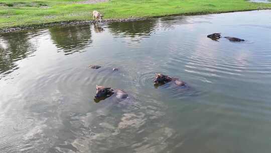 水牛 水牛在水里 夏天的水牛