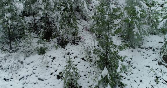 航拍雪压杜鹃（五月末杜鹃花开时普降瑞雪）