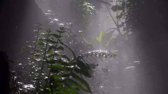 雨林植物光影树叶上的水滴【商用需购买】