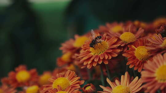 蜜蜂和花丛·1