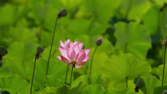 荷花 莲花 夏天