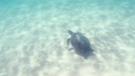 水摄游泳的海龟