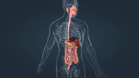 医学人体器官消化系统肠道
