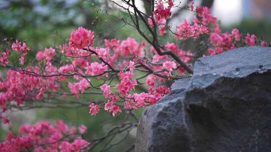 园林石头小景流水杜鹃花