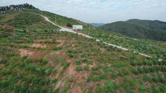 农香果园广西乡村沃柑果园种植区全景小路