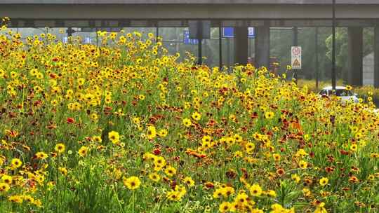 杭州之江路菊花花海