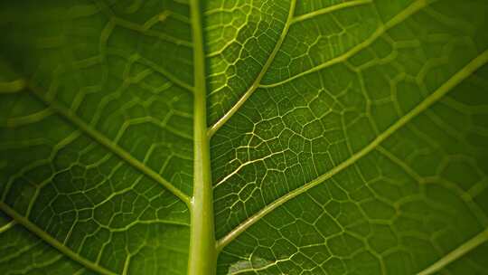 绿叶叶脉微距特写