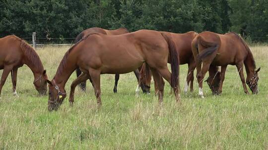 一群马儿在吃草