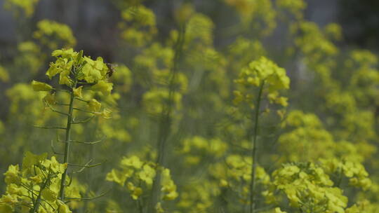 油菜花菜花