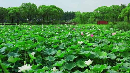 无锡十八弯湿地公园荷花航拍