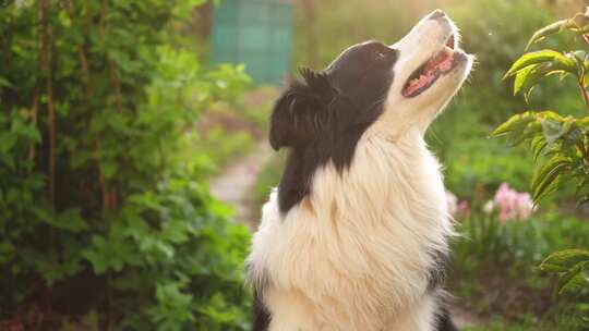 小狗 宠物 边牧狗