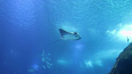 海底海洋生物海龟珊瑚潜水深海