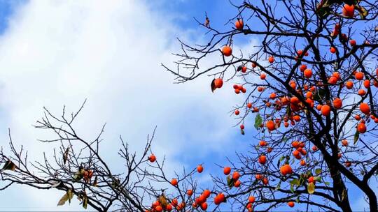 蓝天下结满果实的柿子树