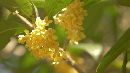 桂花空境 阳光下的桂花 花开满枝唯美素材