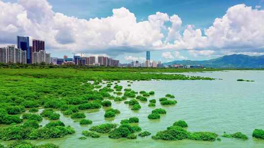 4k深圳河入海口自然风光航拍视频