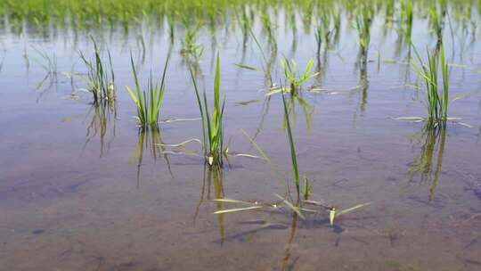 刚插秧的秧苗 稻田007