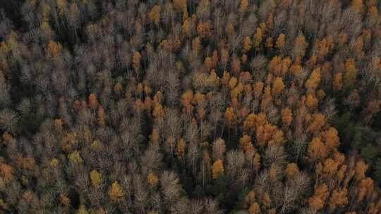 4k鸟瞰秋天的森林