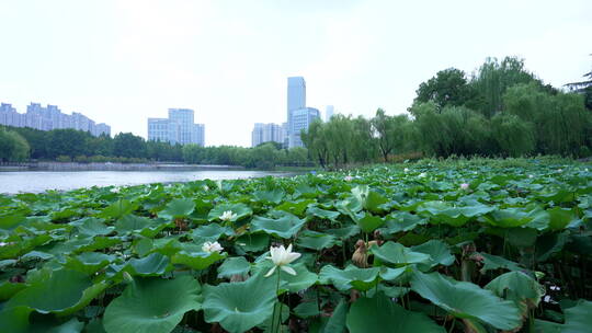 武汉汉口后襄河公园风景