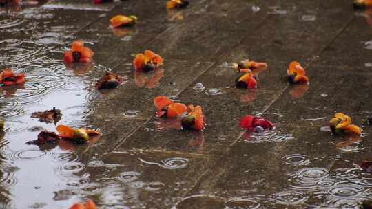 雨中地面掉落的木棉花