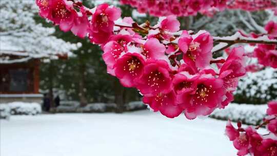 雪中盛开的粉色梅花特写