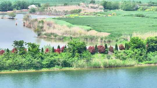 航拍白鹭飞鸟河流池塘飞翔田野