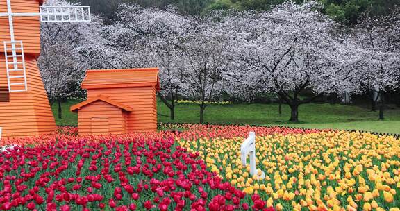 春天樱花郁金香花海风车春回大地空镜素材