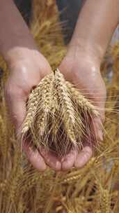 手捧麦穗丰收的小麦
