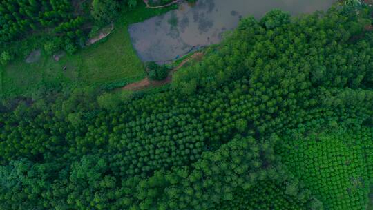 广西南宁乡村自然生态绿色田野森林航拍风光视频素材模板下载