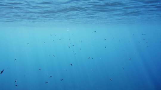 鱼，浅滩，海，海洋