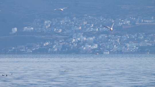 海鸥红嘴鸥洱海风光滇池抚仙湖泸沽湖