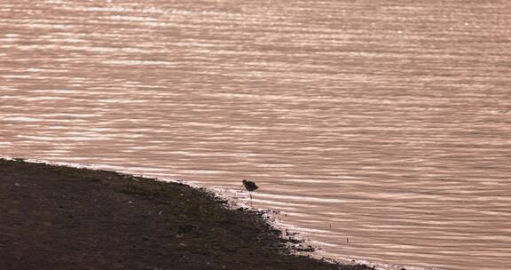 黑翅长脚鹬在岸边踱步觅食慢镜头