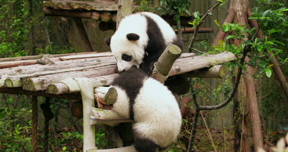 成都著名旅游景点大熊猫基地的可爱熊猫玩耍